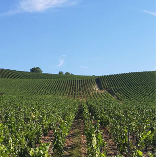 Caviste Saint-Genis-les-Ollières, Caviste Tassin-la-Demi-Lune, Caviste Écully